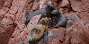 Lobos marinos - Tour a las Islas Ballestas